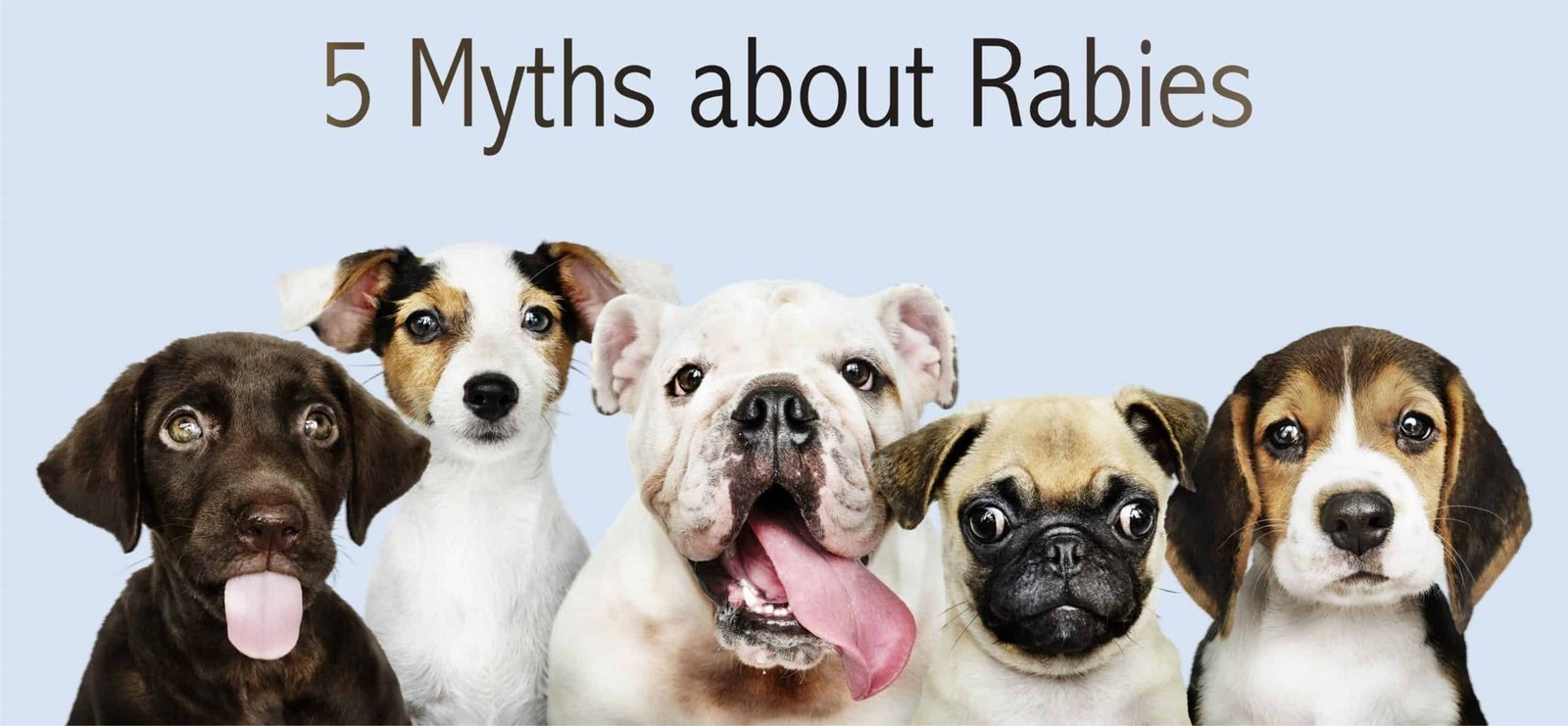What are the 5 common myths about Rabies? - Medical Darpan