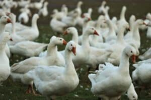 Everything about Birds Flu- Causes, Symptoms, treatment, and prevention!
