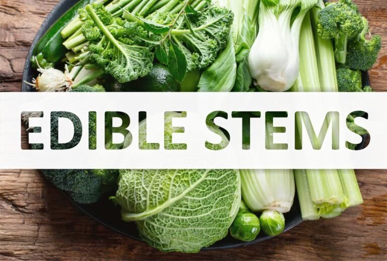 Vegetable Edible Stems Guide on its Popular Types and Uses!