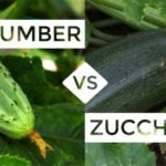 cucumber vs zucchini