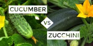 cucumber vs zucchini