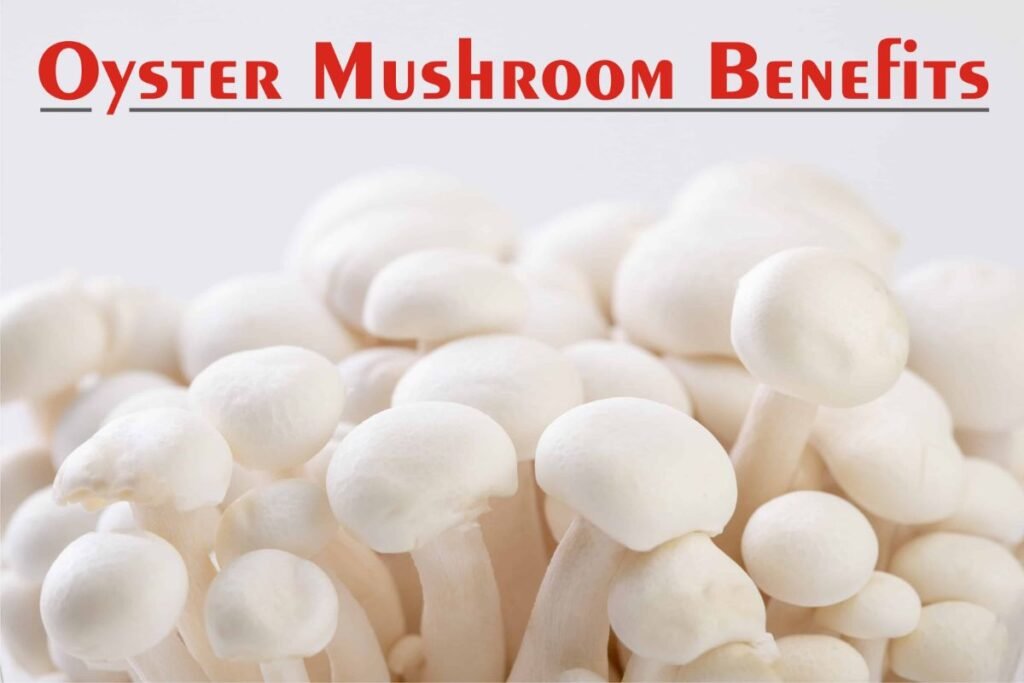 oyster mushroom benefits