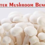 oyster mushroom benefits