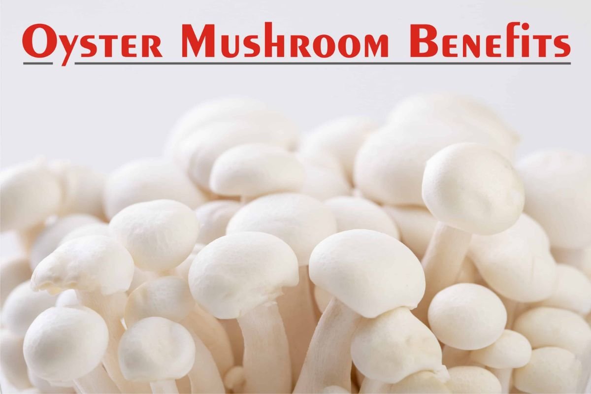 Incredible Health Benefits of Oyster Mushrooms! - Medical Darpan