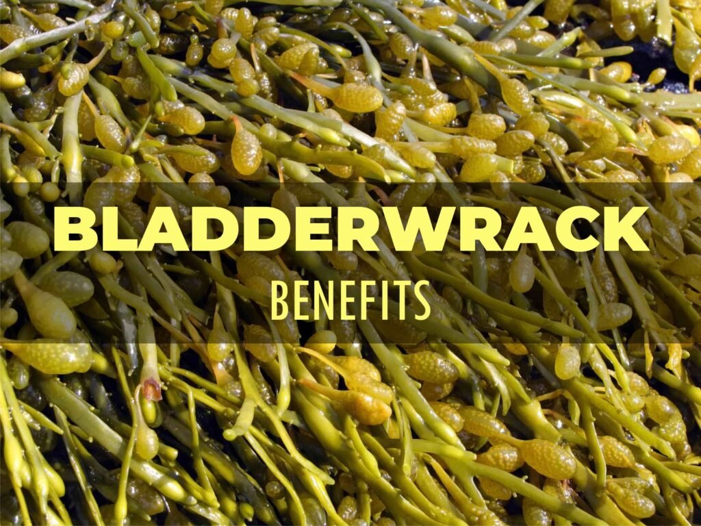 bladderwrack benefits-min