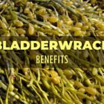 bladderwrack benefits-min