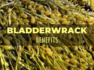 bladderwrack benefits-min