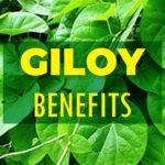 giloy benefits