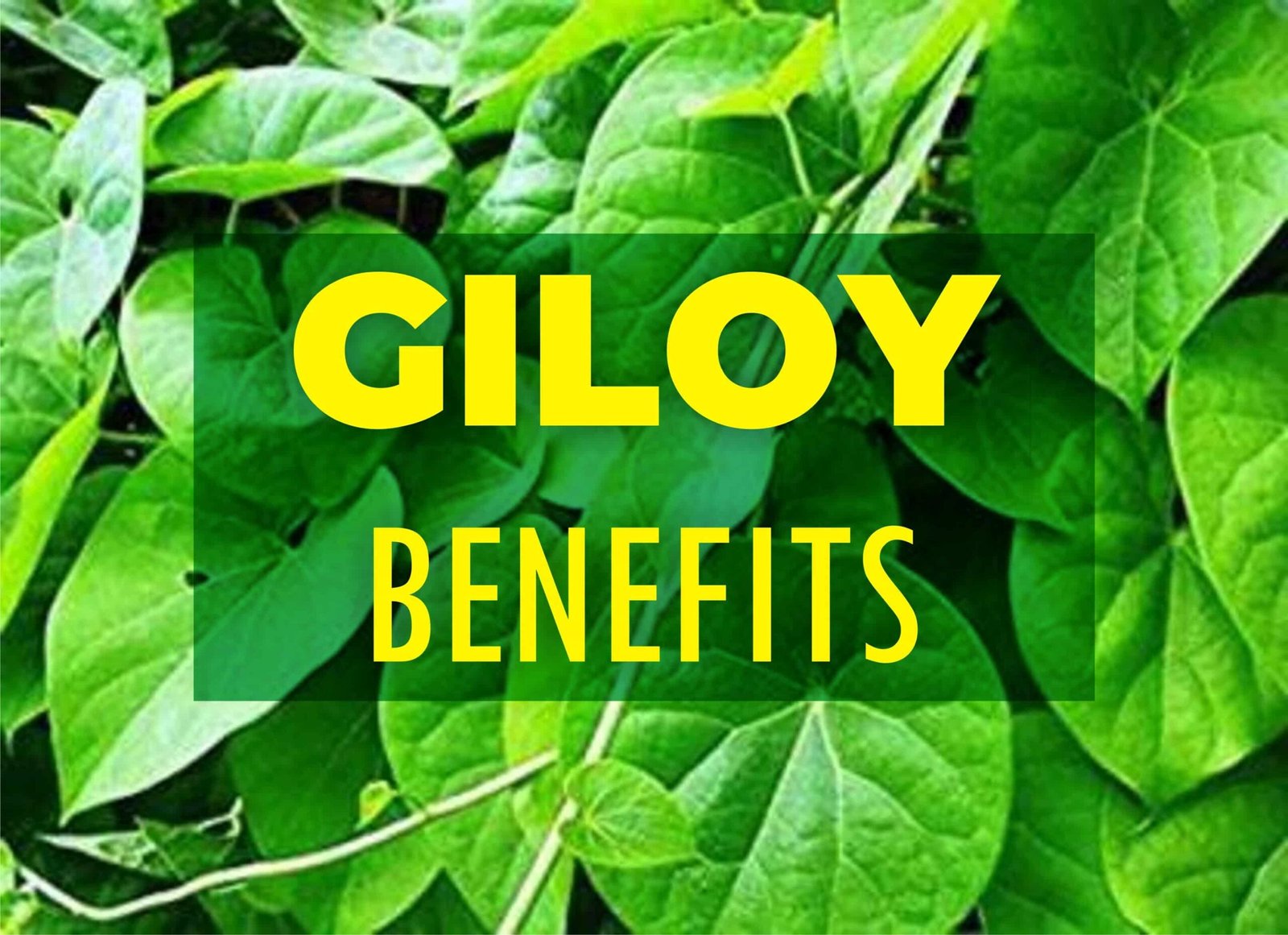 Giloy: The magical herbal treatment and Benefits- Medical Darpan