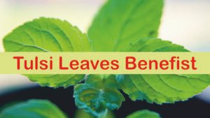 Tulsi leaves benefits