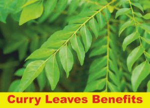 curry leaves benefits